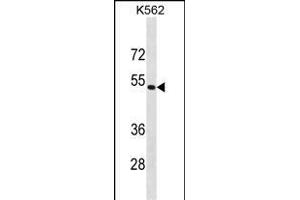 PSMD4 Antibody (C-term) (ABIN1881698 and ABIN2838852) western blot analysis in K562 cell line lysates (35 μg/lane).