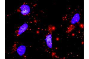 Proximity Ligation Analysis of protein-protein interactions between CDK4 and CCND1. (Cyclin D1 antibody  (AA 1-295))