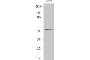 Western Blotting (WB) image for anti-Fibroblast Growth Factor Receptor Substrate 3 (FRS3) (Internal Region) antibody (ABIN3184698) (FRS3 antibody  (Internal Region))