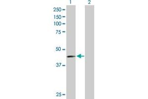 Western Blot analysis of PVRL3 expression in transfected 293T cell line by PVRL3 MaxPab polyclonal antibody. (nectin-3 antibody  (AA 1-366))