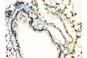 IHC testing of FFPE mouse lung with XBP1 antibody. (XBP1 antibody)