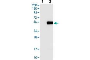 Western blot analysis of Lane 1: Negative control (vector only transfected HEK293T lysate), Lane 2: Over-expression Lysate (Co-expressed with a C-terminal myc-DDK tag (~3. (SYT7 antibody)