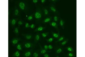 Immunofluorescence analysis of A549 cells using POLR2E antibody (ABIN5970880). (POLR2E antibody)