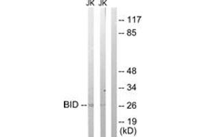 Western blot analysis of extracts from Jurkat cells treated with H2O2 100uM 30', using BID (Ab-78) Antibody. (BID antibody  (AA 44-93))