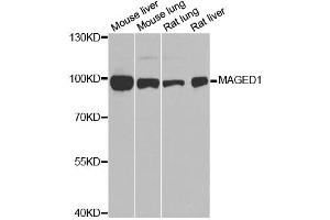 Western blot analysis of extracts of various cell lines, using MAGED1 antibody. (MAGED1 antibody)