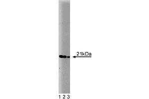 Western blot analysis of Bax on a HepG2 cell lysate (Human hepatocellular carcinoma, ATCC HB-8065). (BAX antibody  (AA 55-178))