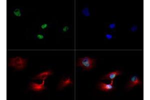 Immunofluorescence of Rabbit Anti-Histone H3 [Trimethyl Lys79] Antibody. (Histone 3 antibody  (H3K79me3))