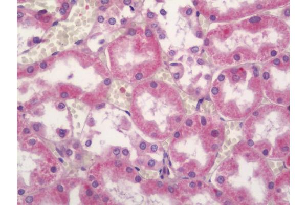 CEP44 antibody  (AA 278-307)