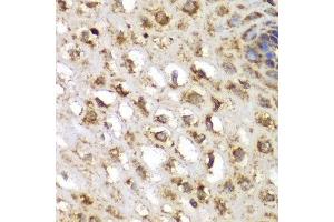 Immunohistochemistry (IHC) image for anti-serum/glucocorticoid Regulated Kinase 1 (SGK1) (AA 172-431) antibody (ABIN3021291) (SGK1 antibody  (AA 172-431))