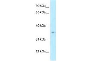 Image no. 1 for anti-Hydroxysteroid (17-Beta) Dehydrogenase 7 (HSD17B7) (AA 160-209) antibody (ABIN6747886) (HSD17B7 antibody  (AA 160-209))