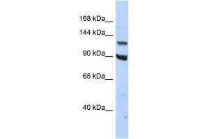 Host:  Rabbit  Target Name:  PER3  Sample Type:  HepG2 Whole cell lysates  Antibody Dilution:  1. (PER3 antibody  (C-Term))