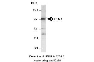 Image no. 1 for anti-Lipin 1 (LPIN1) (AA 500-600), (Internal Region) antibody (ABIN363587) (Lipin 1 antibody  (Internal Region))