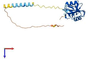 AlphaFold protein structure predicition of Mouse Recombinant Clec2f Protein, UniprotID Q8VI21 (Clec2f Protein (AA 1-196) (His tag))