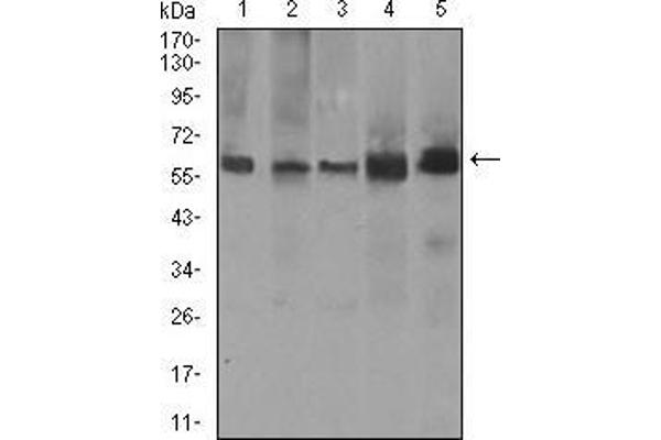 PDE1B anticorps  (AA 370-536)