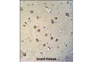 TECTB antibody (N-term) (ABIN654238 and ABIN2844070) immunohistochemistry analysis in formalin fixed and paraffin embedded human brain tissue followed by peroxidase conjugation of the secondary antibody and DAB staining. (TECTB antibody  (N-Term))