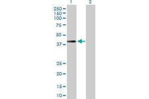 Western Blot analysis of MTFR1 expression in transfected 293T cell line by MTFR1 MaxPab polyclonal antibody. (MTFR1 antibody  (AA 1-333))