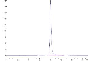 The purity of Canine EPHA3 is greater than 95 % as determined by SEC-HPLC. (EPH Receptor A3 Protein (EPHA3) (AA 1-514) (His tag))