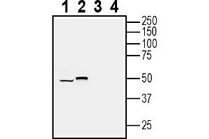 Western blot analysis of human glioblastoma  MG cell line lysate (lanes 1 and 3) and mouse  microglia cell line lysate (lanes 2 and 4):1-2.