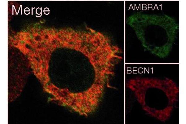 AMBRA1 anticorps  (N-Term)