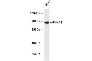 Western blot analysis of extracts of 293T cells using P4HA3 Polyclonal Antibody at dilution of 1:3000. (P4HA3 antibody)
