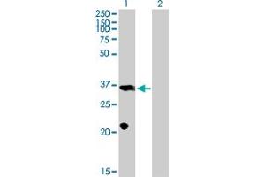 PROP1 antibody  (AA 1-226)