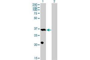 Western Blot analysis of PROP1 expression in transfected 293T cell line by PROP1 MaxPab polyclonal antibody.