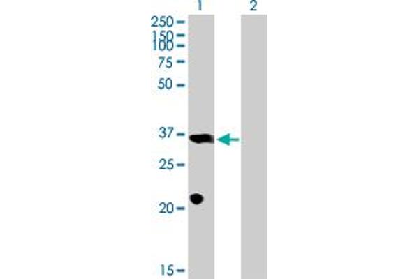 PROP1 antibody  (AA 1-226)