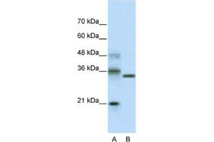 Western Blotting (WB) image for anti-Hairy and Enhancer of Split 4 (HES4) antibody (ABIN2461261) (HES4 antibody)