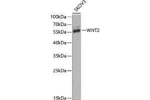 Western blot analysis of extracts of SKOV3 cells, using WNT2 Antibody (ABIN6130801, ABIN6150239, ABIN6150241 and ABIN6221571) at 1:1000 dilution. (WNT2 antibody  (AA 26-360))