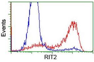 HEK293T cells transfected with either RC205367 overexpress plasmid (Red) or empty vector control plasmid (Blue) were immunostained by anti-RIT2 antibody (ABIN2453599), and then analyzed by flow cytometry. (RIT2 antibody)