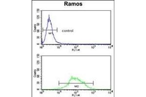 EEF1D Antibody (N-term) (ABIN390423 and ABIN2840811) flow cytometry analysis of Ramos cells (bottom histogram) compared to a negative control cell (top histogram). (EEF1D antibody  (N-Term))