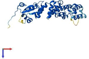 BTB (POZ) Domain Containing 19 (BTBD19) (AA 1-291) protein (His tag)