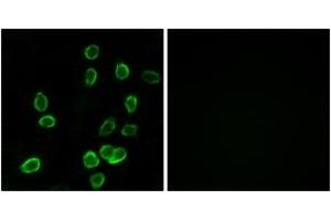 Immunofluorescence analysis of A549 cells, using ATP5G3 Antibody. (ATP5G3 antibody  (AA 1-50))