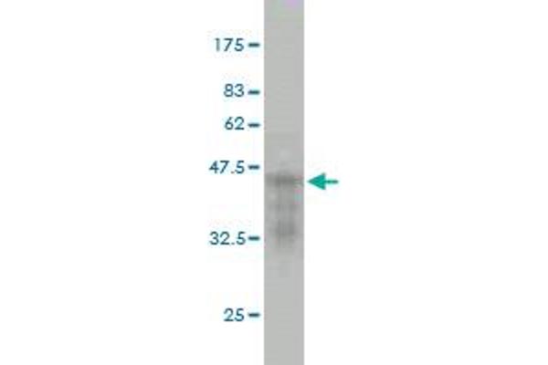 CDKL5 antibody  (AA 722-831)