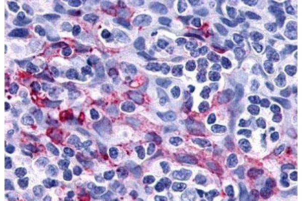 P2RY11 antibody  (Extracellular Domain)