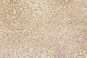 IHC analysis of GUSB using anti-GUSB antibody (ABIN7599854). (Glucuronidase beta antibody  (AA 122-575))