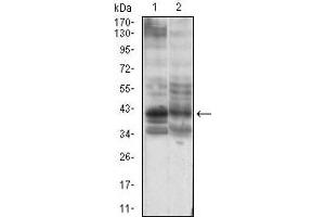 Western blot analysis using B3GALT4 mouse mAb against PANC-1 (1), PC-3 (2) cell lysate.