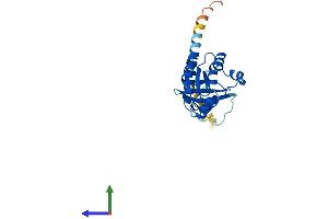 AlphaFold protein structure predicition of Mouse Recombinant Rhov Protein, UniprotID Q8VDU1