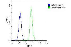 Overlay histogram showing Jurkat cells stained with (ABIN390474 and ABIN2840840) (green line). (Caspase 8 antibody  (C-Term))