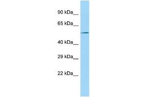 KPNA7 antibody  (C-Term)