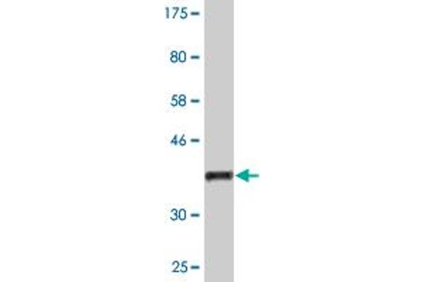 GNPNAT1 antibody  (AA 1-90)
