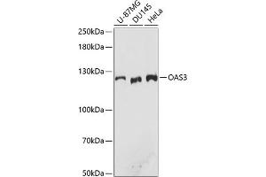 Western blot analysis of extracts of various cell lines, using O antibody (ABIN7265319) at 1:3000 dilution. (OAS3 antibody  (AA 320-620))