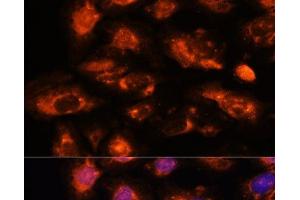Immunofluorescence analysis of U-2 OS cells using OAS3 Polyclonal Antibody at dilution of 1:100. (OAS3 antibody)