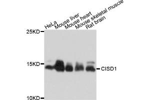 Western blot analysis of extracts of various cell lines, using CISD1 antibody (ABIN4903298) at 1:1000 dilution. (CISD1 antibody)