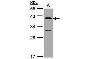 WB Image Sample(30 μg of whole cell lysate) A:H1299 10% SDS PAGE antibody diluted at 1:500 (GIPC3 antibody  (N-Term))