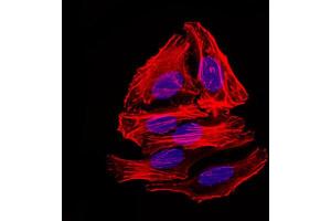 Immunofluorescence analysis of HepG2 cells using mouse Splunc2 antibody (green). (BPIFA2 antibody)