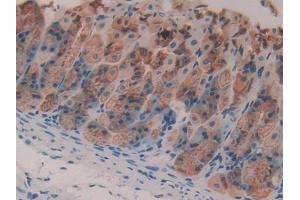 IHC-P analysis of Mouse Stomach Tissue, with DAB staining. (Intrinsic Factor antibody  (AA 31-288))