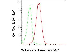 Flow cytometric analysis of cathepsin Z expression in HT- cells using cathepsin Z antibody (ABIN7797942), 1:2,000).