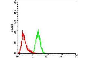 Flow cytometric analysis of HeLa cells using FOXP2 mouse mAb (green) and negative control (red). (FOXP2 antibody  (AA 641-740))