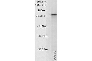 Western Blot analysis of Rat tissue lysate showing detection of Hsp90 alpha protein using Mouse Anti-Hsp90 alpha Monoclonal Antibody, Clone 2G5. (HSP90AA2 antibody  (PE))